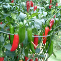 Tendergreen Bush Bean Seeds Heirloom Phaseolus vulgaris Live Plant Starter Pack of 20+ Vegetables Gardening