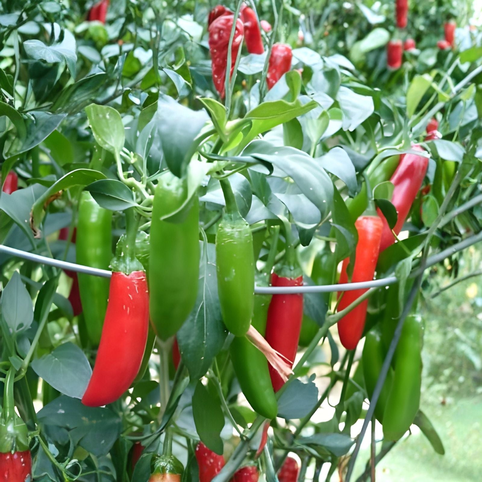 Tendergreen Bush Bean Seeds Heirloom Phaseolus vulgaris Live Plant Starter Pack of 20+ Vegetables Gardening