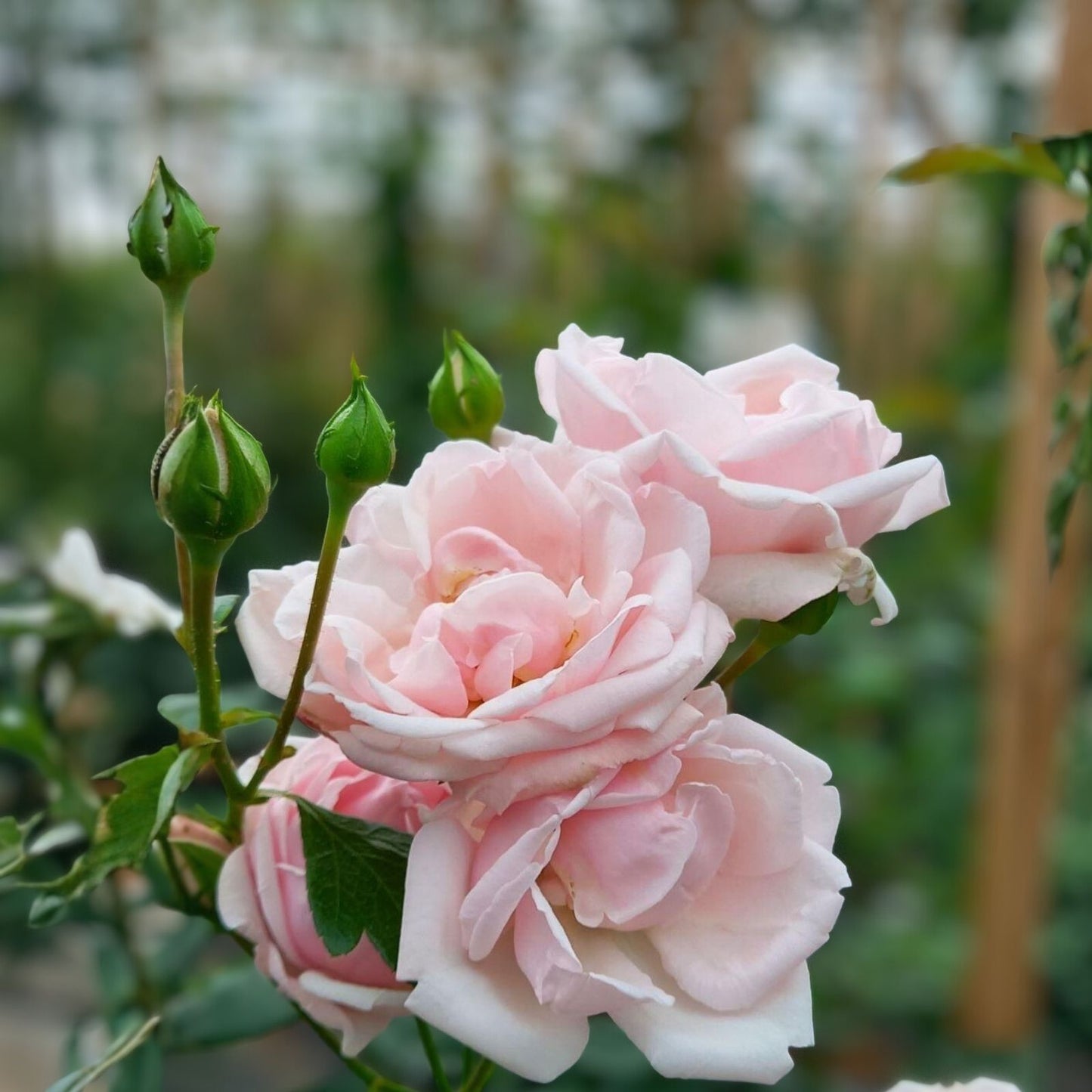 New Dawn Climbing Rose Cuttings – Live Rosa 'New Dawn' Bare Root Flowering Plant, Garden Starter, Unrooted, Houseplant