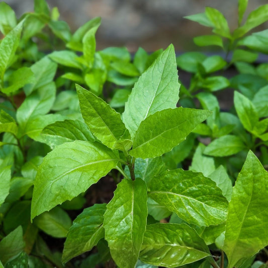 Gynura Procumbens Cuttings - Longevity Spinach Perennial Edible Vegetable Live Plant, Green Leaves, Starter Plant