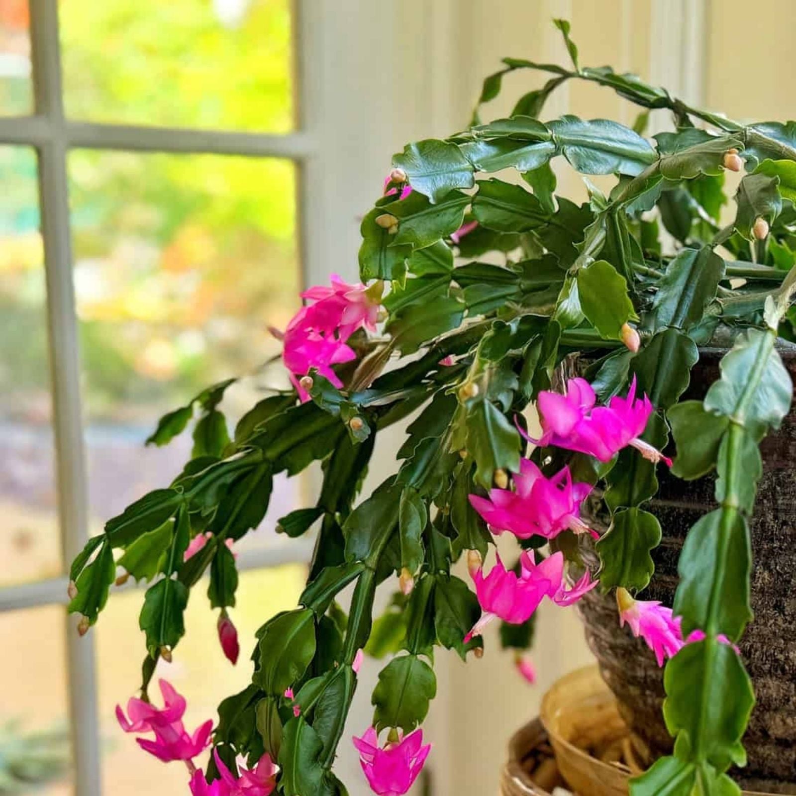 Pink Christmas Cactus Cuttings Schlumbergera buckleyi Live Indoor Plant Propagation Starter