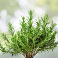 Anise Herb Seeds 50+ Pack – Pimpinella anisum Organic Culinary Herb, Aromatic Spice, Live Plant, Starter, Bare Root, Herb Cutting
