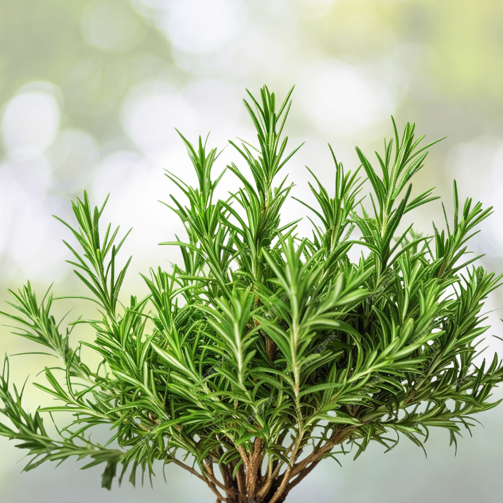 Anise Herb Seeds 50+ Pack – Pimpinella anisum Organic Culinary Herb, Aromatic Spice, Live Plant, Starter, Bare Root, Herb Cutting