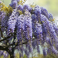 Wisteria Seeds 20 Pack for Planting - Purple Flowering Vine - Wisteria sinensis Garden Seeds