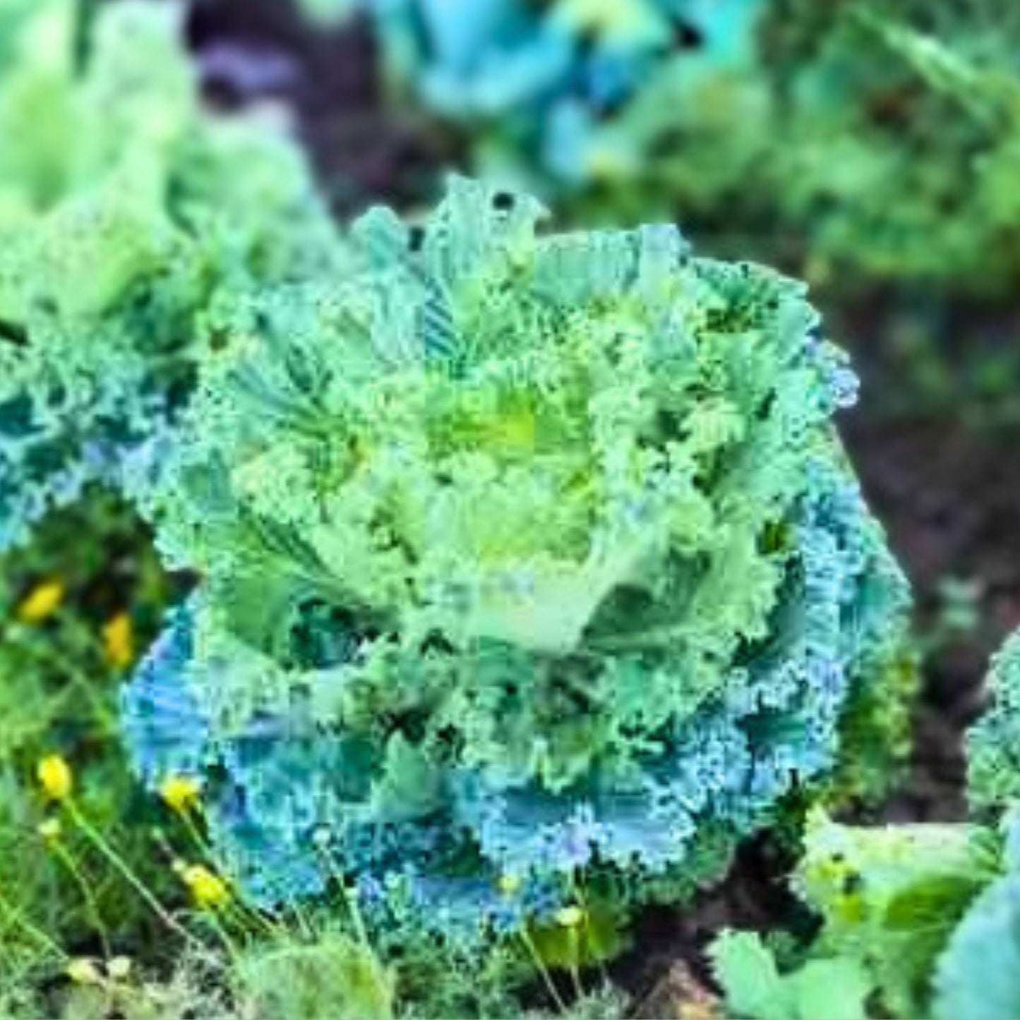 Kale Seeds Vates Blue Curled Scotch Heirloom Non-GMO Vegetable Seeds 1000 Count
