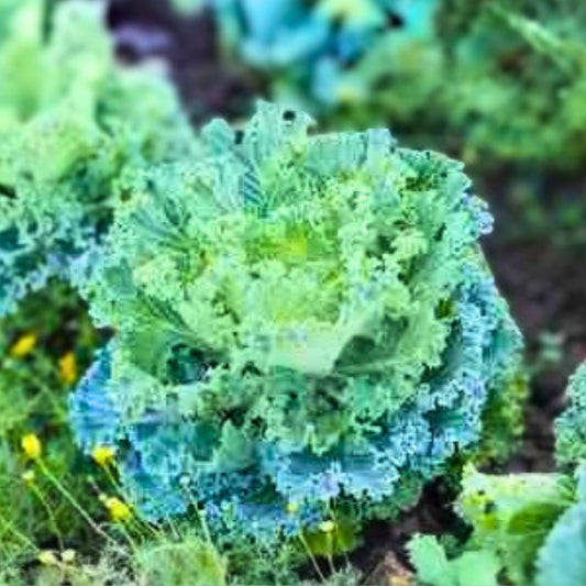 Kale Seeds Vates Blue Curled Scotch Heirloom Non-GMO Vegetable Seeds 1000 Count