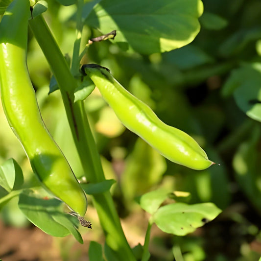 Heirloom Commodore Bush Green Bean Seeds Non-GMO Organic Vegetable Seeds 50+ Starter Plants