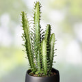 Jesus Cutting Plant 1 Piece, Not Rooted, Indoor Houseplant, Propagation, Euphorbia trigona, Succulent, Green Stem