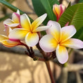 Rooted Plumeria Cutting Polynesian Sunset Fragrant Tropical Flower Live Plant Starter
