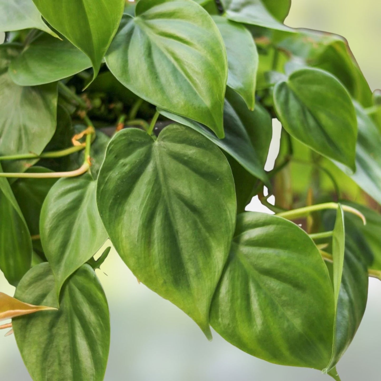 Heart Leaf Philodendron Cuttings - Live Plant Propagation Material - Philodendron hederaceum - Indoor Houseplant - Easy to Grow