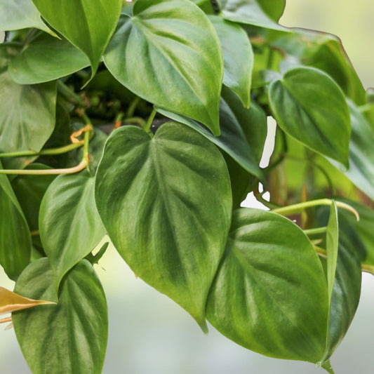 Heart Leaf Philodendron Cuttings - Live Plant Propagation Material - Philodendron hederaceum - Indoor Houseplant - Easy to Grow