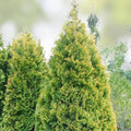 Norway Spruce Tree Seeds 50 Pack Picea Abies Evergreen Conifer Seeds for Planting Landscaping New Harvest