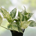 Pothos Cuttings Combo Set 6 Marble Queen Lemon Neon Jade Green Indoor Plant Collection Epipremnum aureum