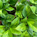 Pothos Plant - Global Green Variety - Easy Care Houseplant - Epipremnum aureum - Fast Growing Indoor Plant