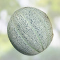 Muskmelon Seeds Heirloom Hales Best Jumbo Sweet Cantaloupe Cucumis melo Garden Seed 25+