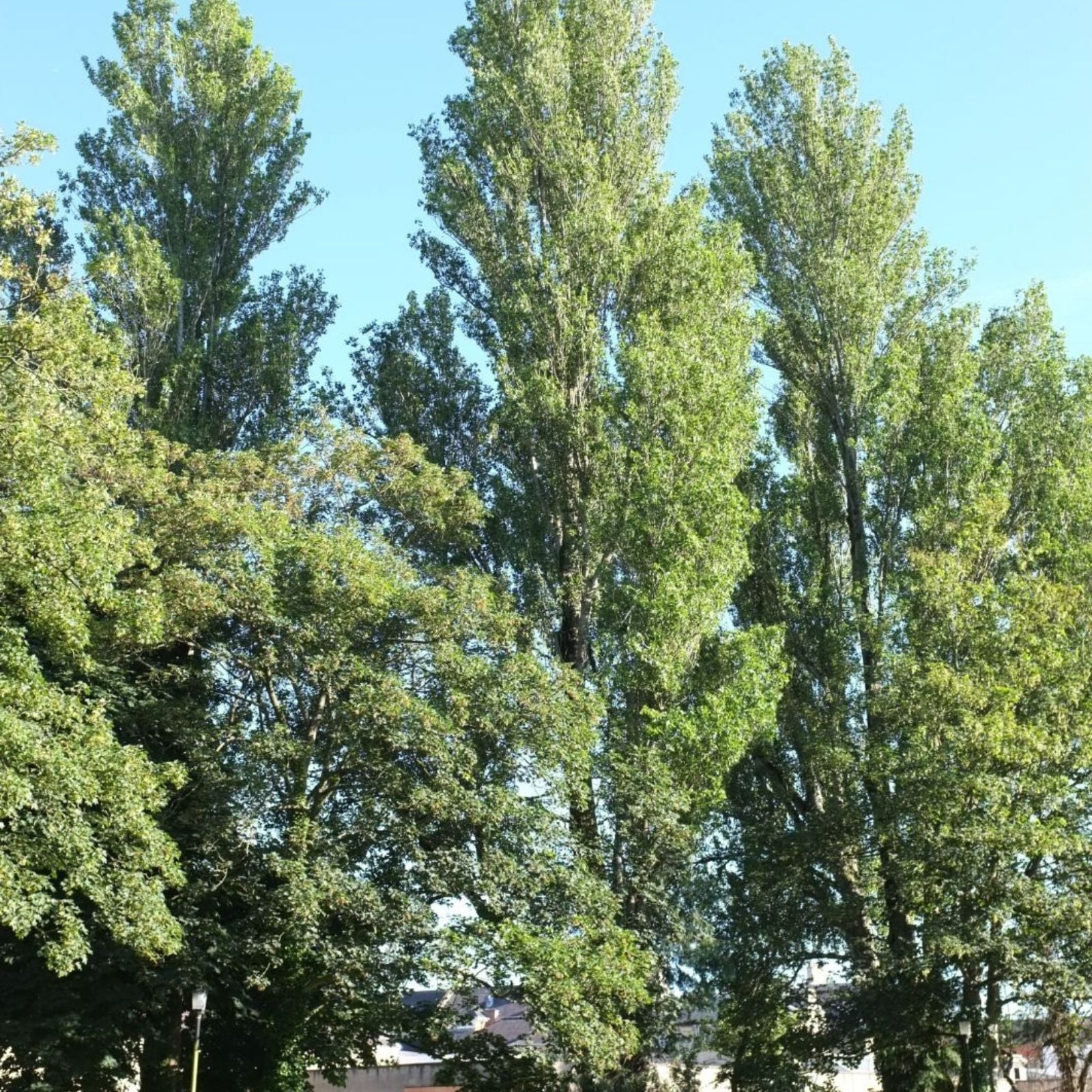 Theves Poplar Cuttings 6-8 Inch Fast Growing Populus nigra Afghanica Tree Plants for Gardening and Landscaping