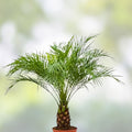 7" Medjool Date Palm Tree Phoenix Dactylifera Live Indoor Outdoor Plant Garden Decor