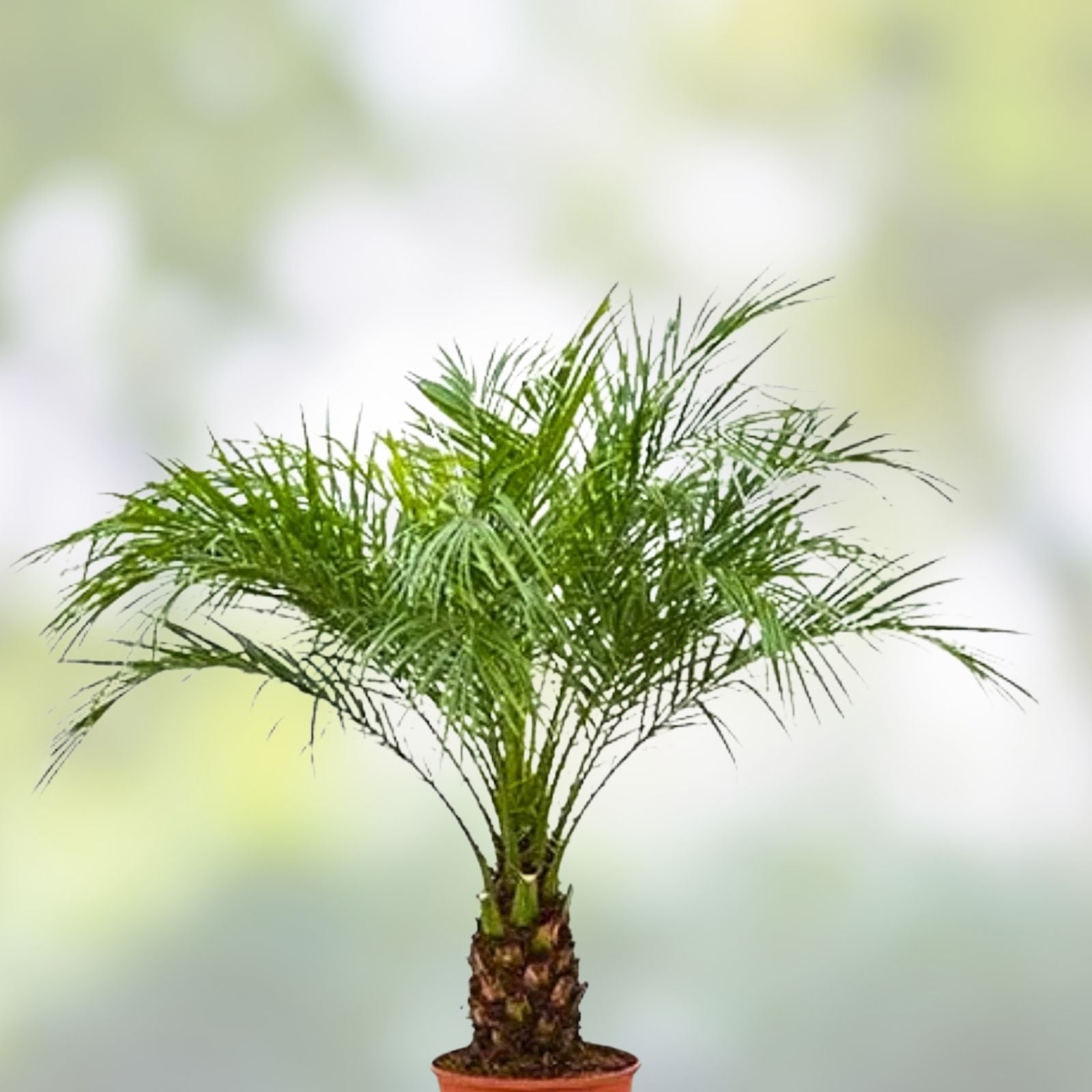 7" Medjool Date Palm Tree Phoenix Dactylifera Live Indoor Outdoor Plant Garden Decor