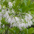 Chionanthus virginicus Fringe Tree Cuttings – Rare Live Plant Starter, Ornamental Shrub for Gardens Landscaping