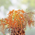 Canary Island Date Palm Seeds Phoenix canariensis 15 Pack Live Plant Cutting Landscaping Garden Tree