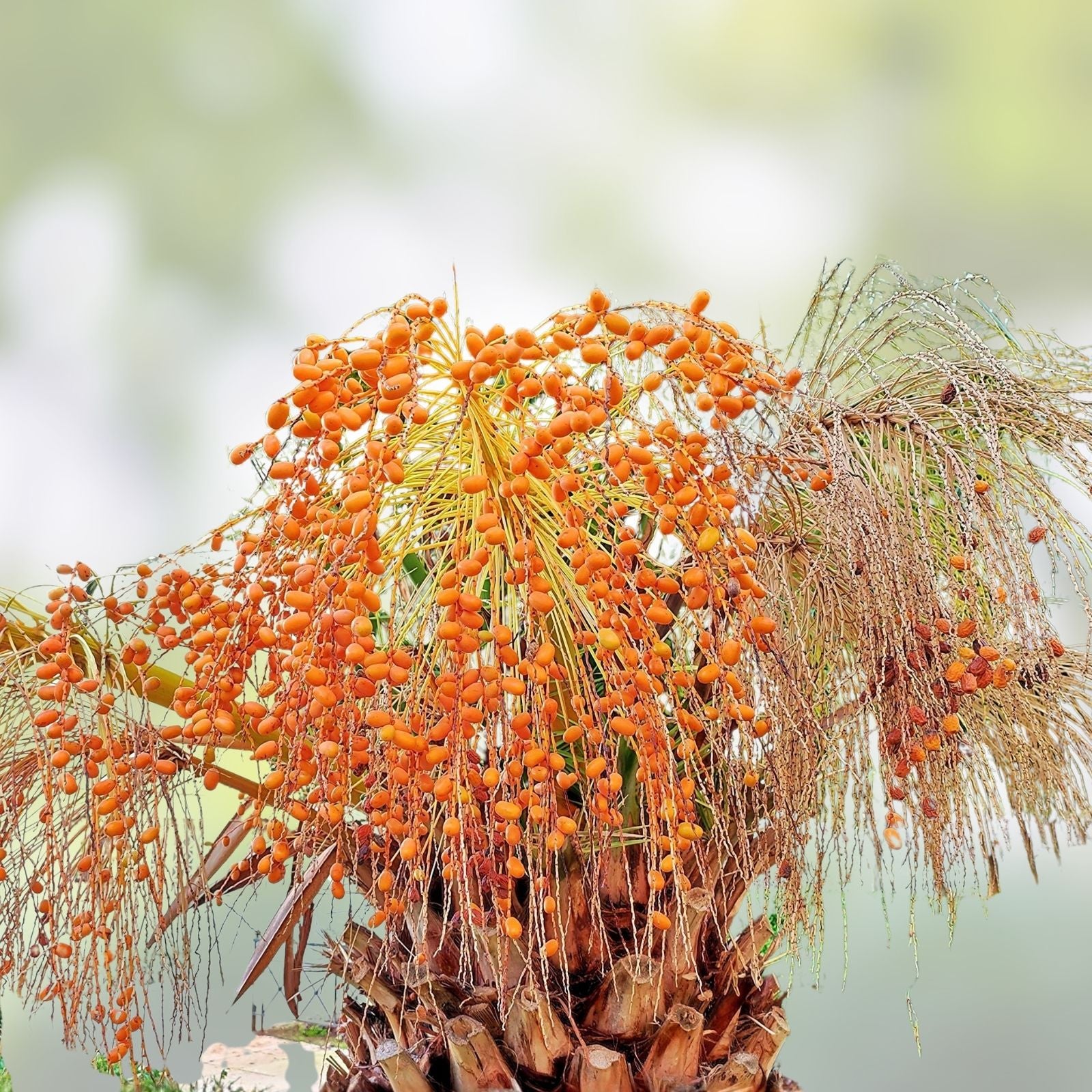 Canary Island Date Palm Seeds Phoenix canariensis 15 Pack Live Plant Cutting Landscaping Garden Tree