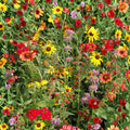 Wildflower Seed Mix 6 oz Native Wildflower Blend for Garden Borders Ecological Planting Live Seeds