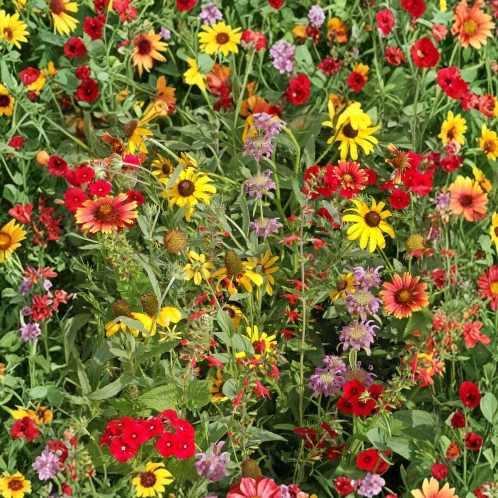 Wildflower Seed Mix 6 oz Native Wildflower Blend for Garden Borders Ecological Planting Live Seeds
