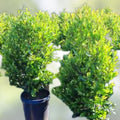 Carolina Cherry Laurel Seedlings 3 Pack, Fast Growing Hedge Trees, Prunus caroliniana, Privacy Screen, Landscaping, Live Plant