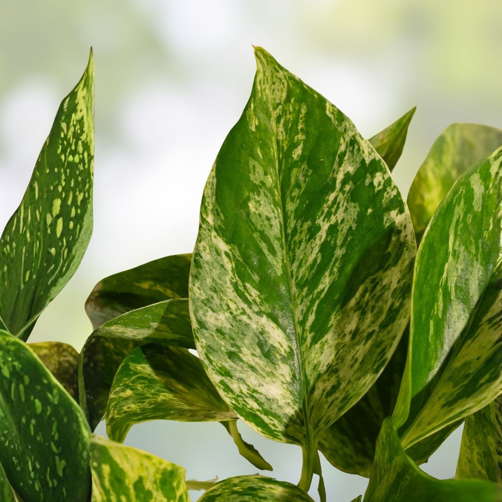 Set of 3 Unrooted Plant Cuttings Burle Marx Philodendron Neon Pothos Marble Queen Indoor Houseplants Live Propagation