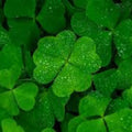 Rare 4 Leaf Clover Plant - Handpicked Lucky Gift - Trifolium repens - Natural Green Clover for Good Luck
