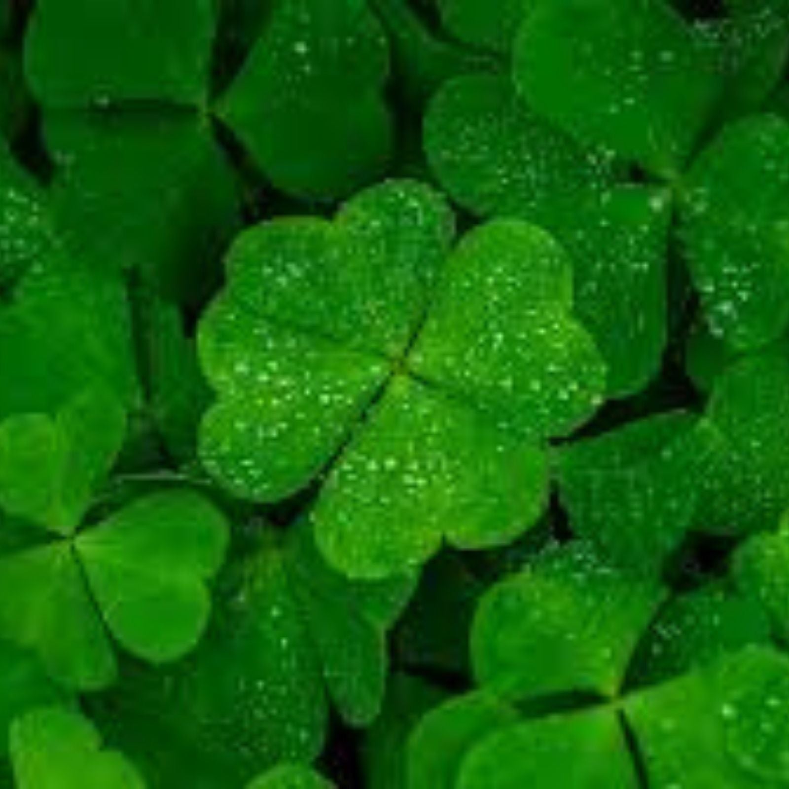 Rare 4 Leaf Clover Plant - Handpicked Lucky Gift - Trifolium repens - Natural Green Clover for Good Luck