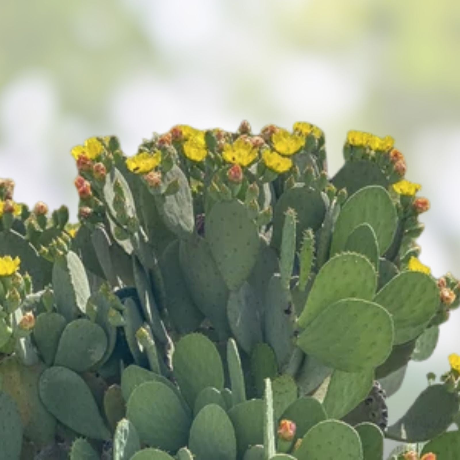 Opuntia Sulphurea Prickly Pear Cactus Pad Cutting Live Rooted Succulent Plant for Garden or Houseplant