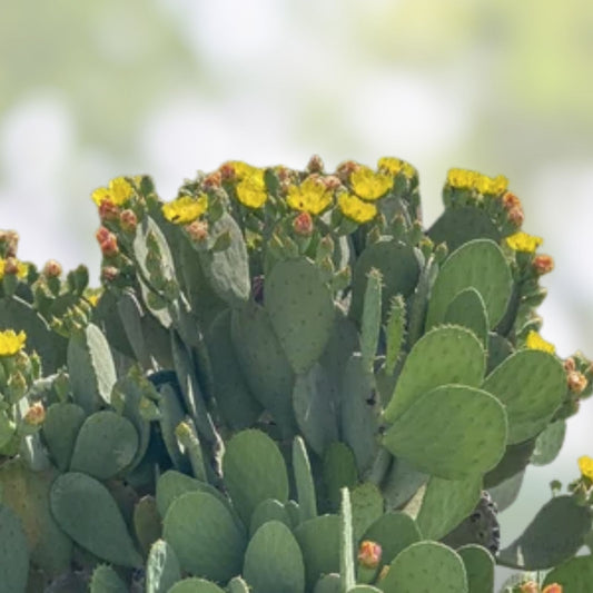 Opuntia Sulphurea Prickly Pear Cactus Pad Cutting Live Rooted Succulent Plant for Garden or Houseplant