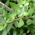 Sedum Sarmentosum Cuttings - Fast Growing Creeping Perennial Ground Cover Live Plant for Garden, Container, Landscaping