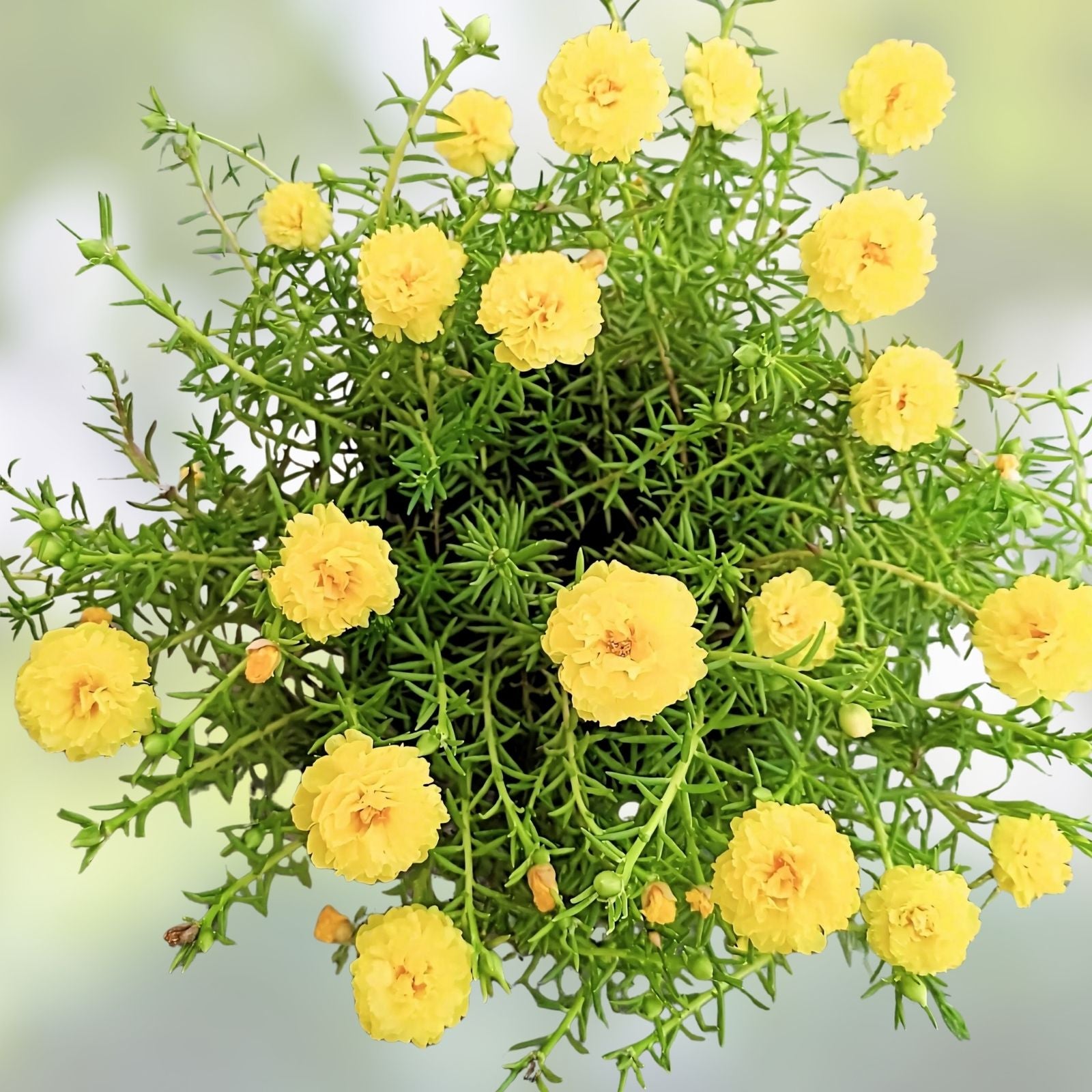 Neon Yellow Moss Rose Cuttings Portulaca Grandiflora Succulent Starter Plants 10 Unrooted Live Plant Propagation
