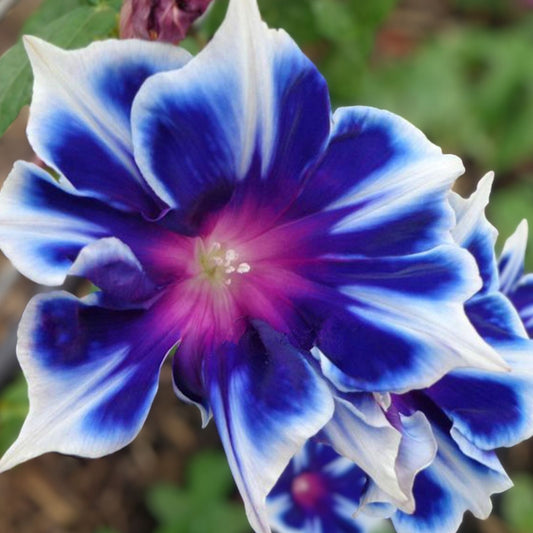 Morning Glory Climbing Vine Seeds 100 Pack Blue White Ipomoea tricolor Flower Seeds for Garden Patio Trellis