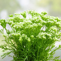 Caraway Herb Seeds 20+ | Culinary Herb, Planting, Cooking, Roots | Carum carvi, Live Plant, Bare Root, Starter Plant