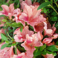 50+ Azalea Seeds Mix | Multi-Color Rhododendron Flower Seeds | Live Plant, Shrub, Garden, Bush, USA