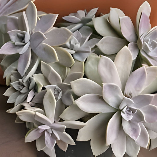Live Succulents Aeonium Variegated Maybach Cutting 3.5” Indoor Garden Decor Houseplant Easy Care