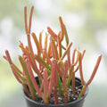 Sticks on Fire Pencil Cactus Cuttings - 5 Fresh Euphorbia Tirucalli Succulents for Indoor Garden and Decor