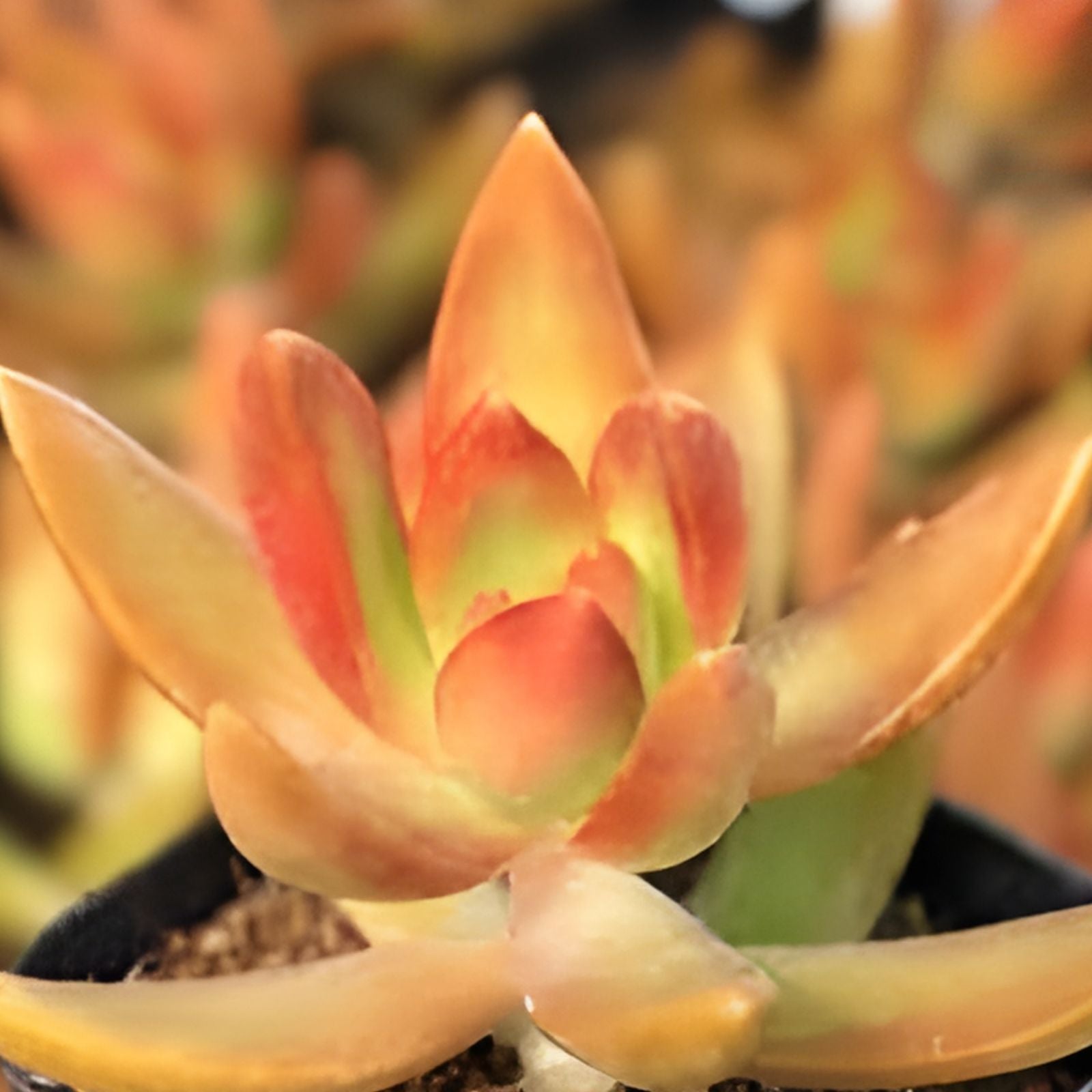 Sedum Adolphi Cuttings Coppertone Stonecrop Succulents Live Plant Indoor Outdoor Gardening Yellow Orange Foliage