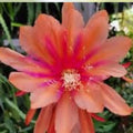 Epiphyllum Crest Unrooted Cutting 8-10 Inches Unique Succulent Houseplant Live Plant
