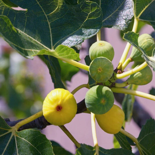 Green Ischia Fig Tree Cuttings – Ficus carica Live Plant Starter Bare Root for Zones 7-10