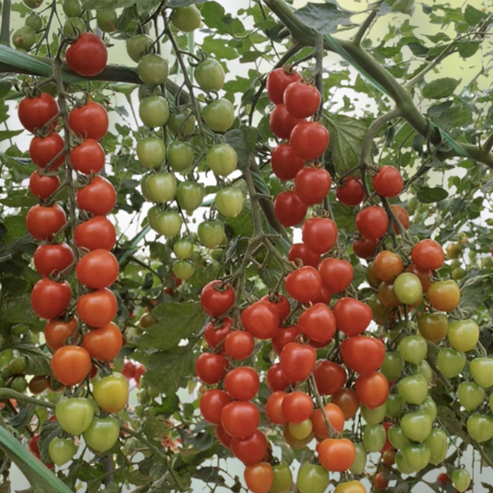 200 Seeds Sea Buckthorn Plant, Edible Fruit, Hippophae Rhamnoides, Hardy Perennial Garden Seeds