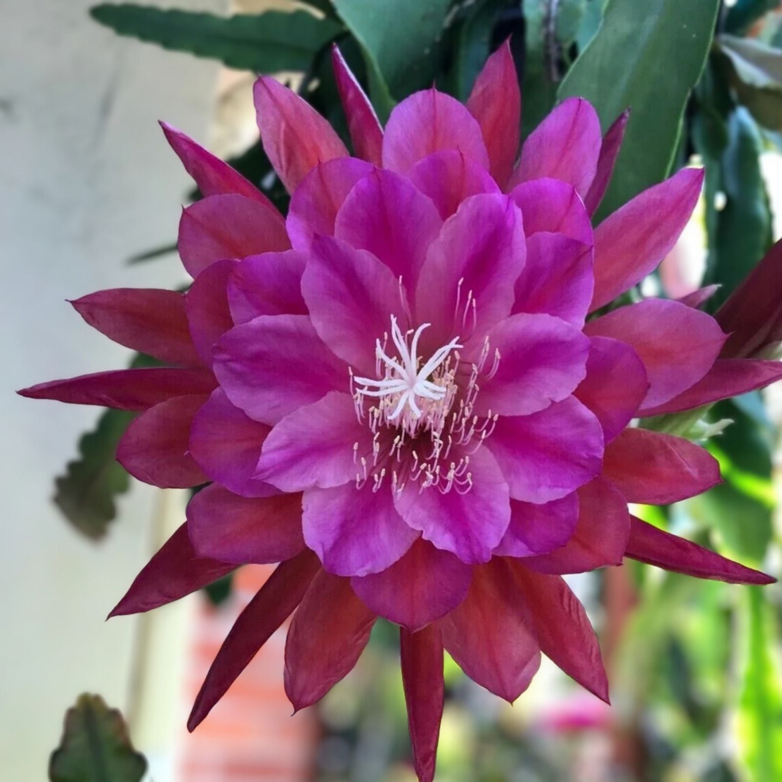 Epiphyllum Marmalade Punch Cutting 8-10 Inches Live Succulent Houseplant Starter Plant
