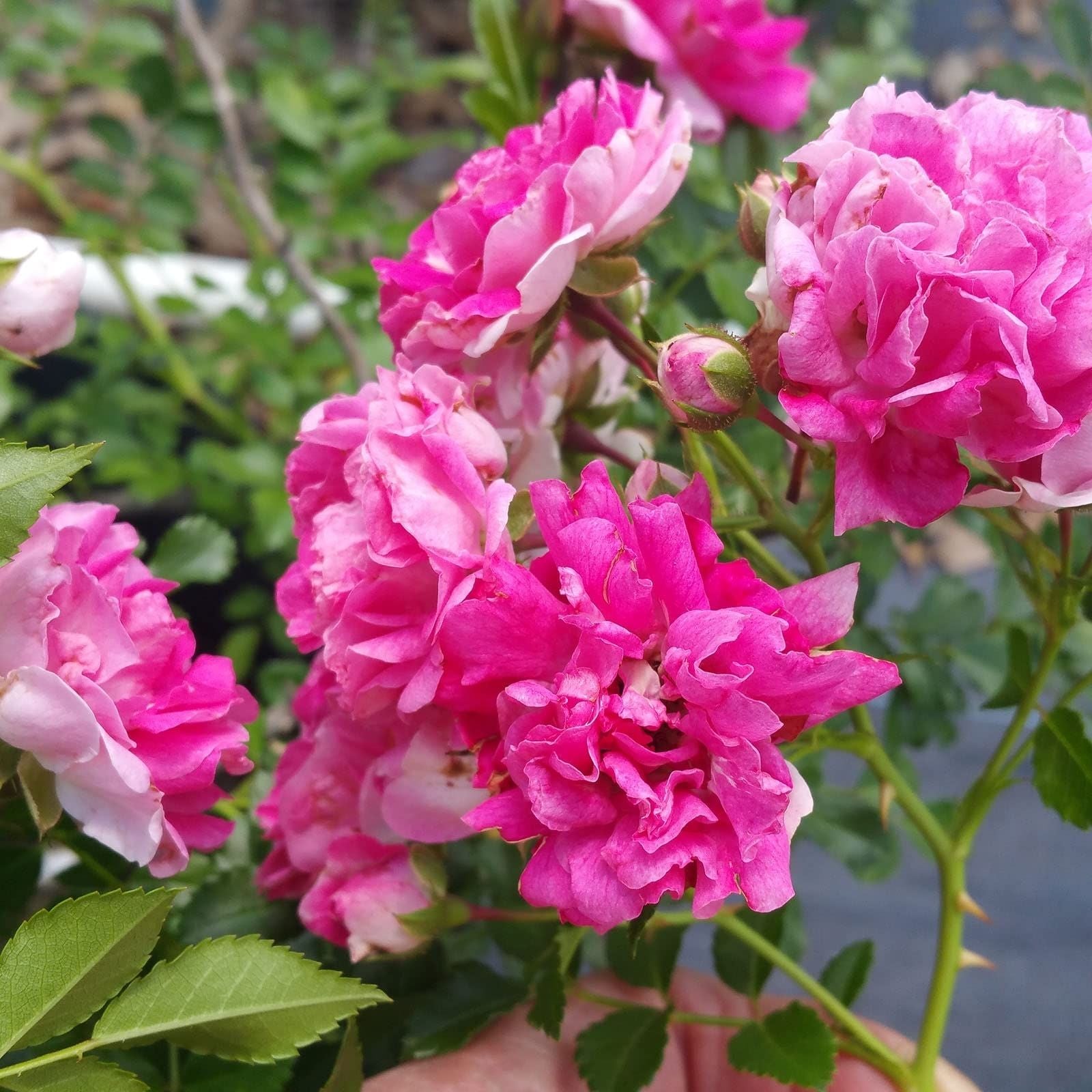 Seven Sisters Rose Cuttings 6 Pack, 10 Inch Rosa Multiflora Climbing Rose for Gardens and Landscaping
