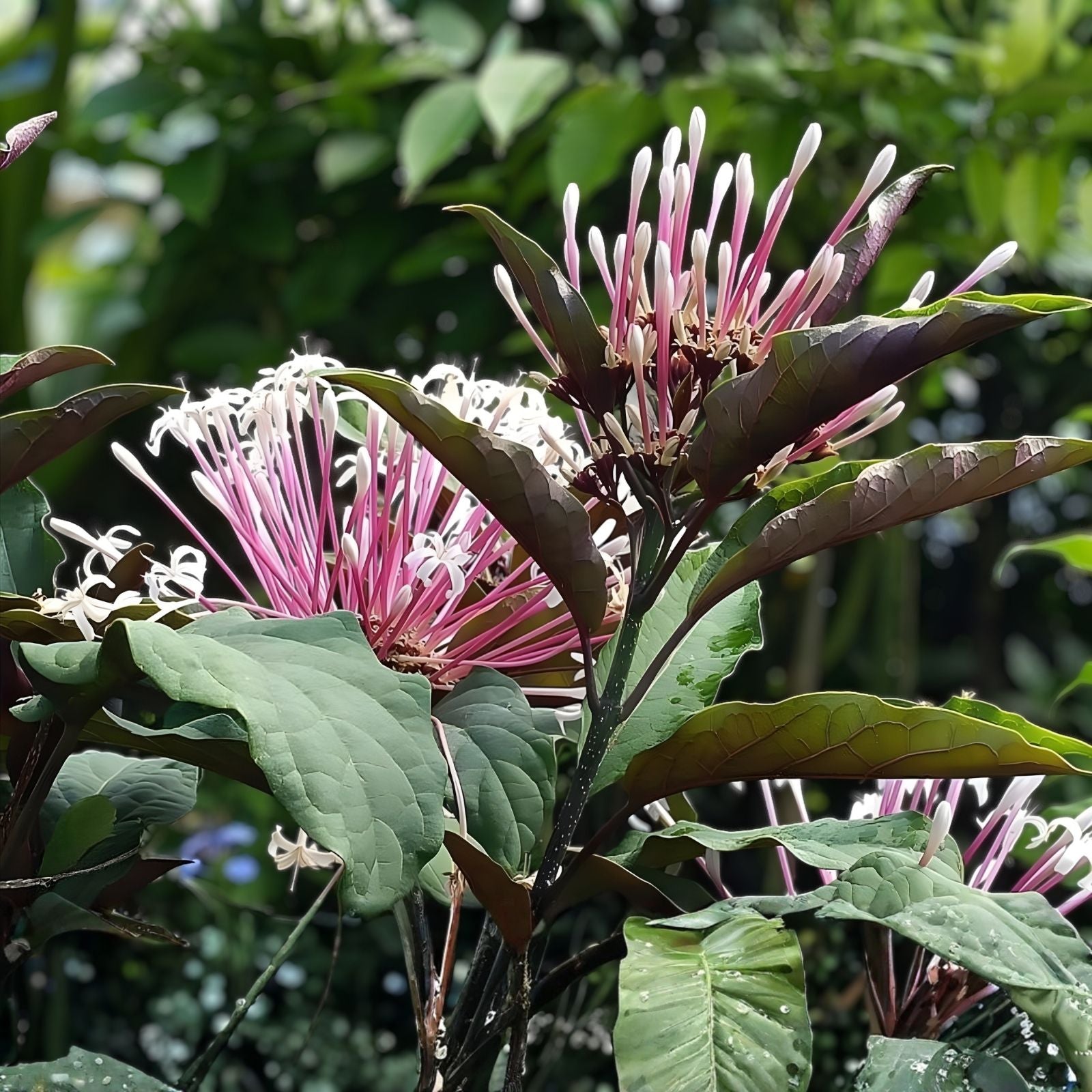 Shooting Star Clerodendrum Quadriloculare Starter Plant in Pot, Indoor Houseplant, Live Plant, Unique Tropical Plant
