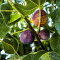 Golden Jubilee Heirloom Tomato Plants Set of 2 Live Starter Plants Organic Non-GMO Solanum Lycopersicum Garden Vegetables