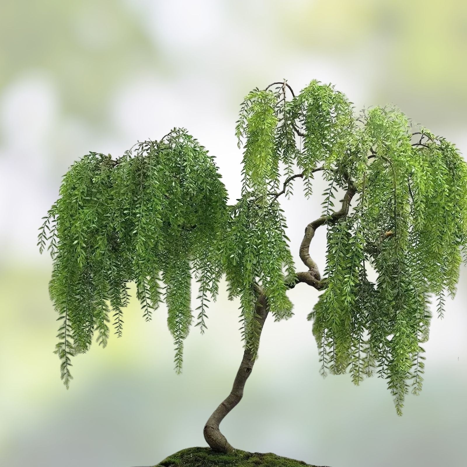 Dragon Bonsai Cutting Weeping Willow Tree Salix babylonica Live Plant Propagation Material