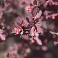Japanese Barberry Bush Cuttings - Organic Edible Berries - Berberis thunbergii - Live Plant Propagation Material